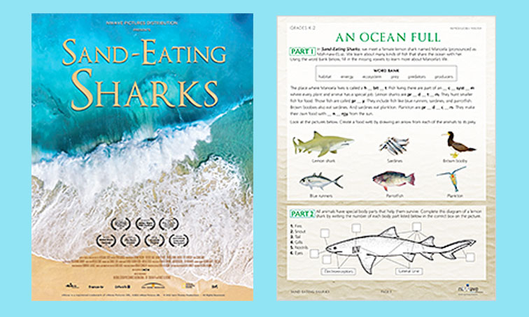 Learn More About Sand-Eating Sharks - Explore Ocean Ecosystems and Animal Adaptations