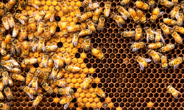 Nature Sounds BINGO – Sensory SEL Game for Outdoor Exploration