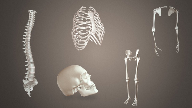 Human Skeleton, Types of Bones