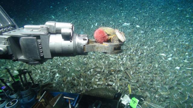 ROVs: The Swiss Army Knife Of The Ocean